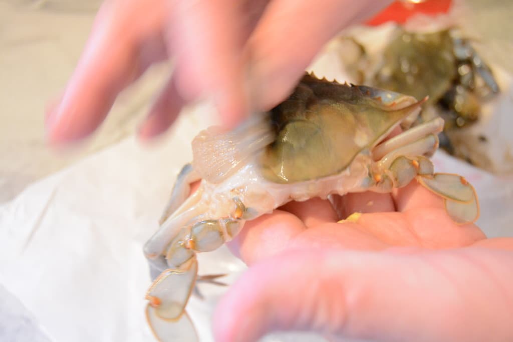 soft shel crab lung